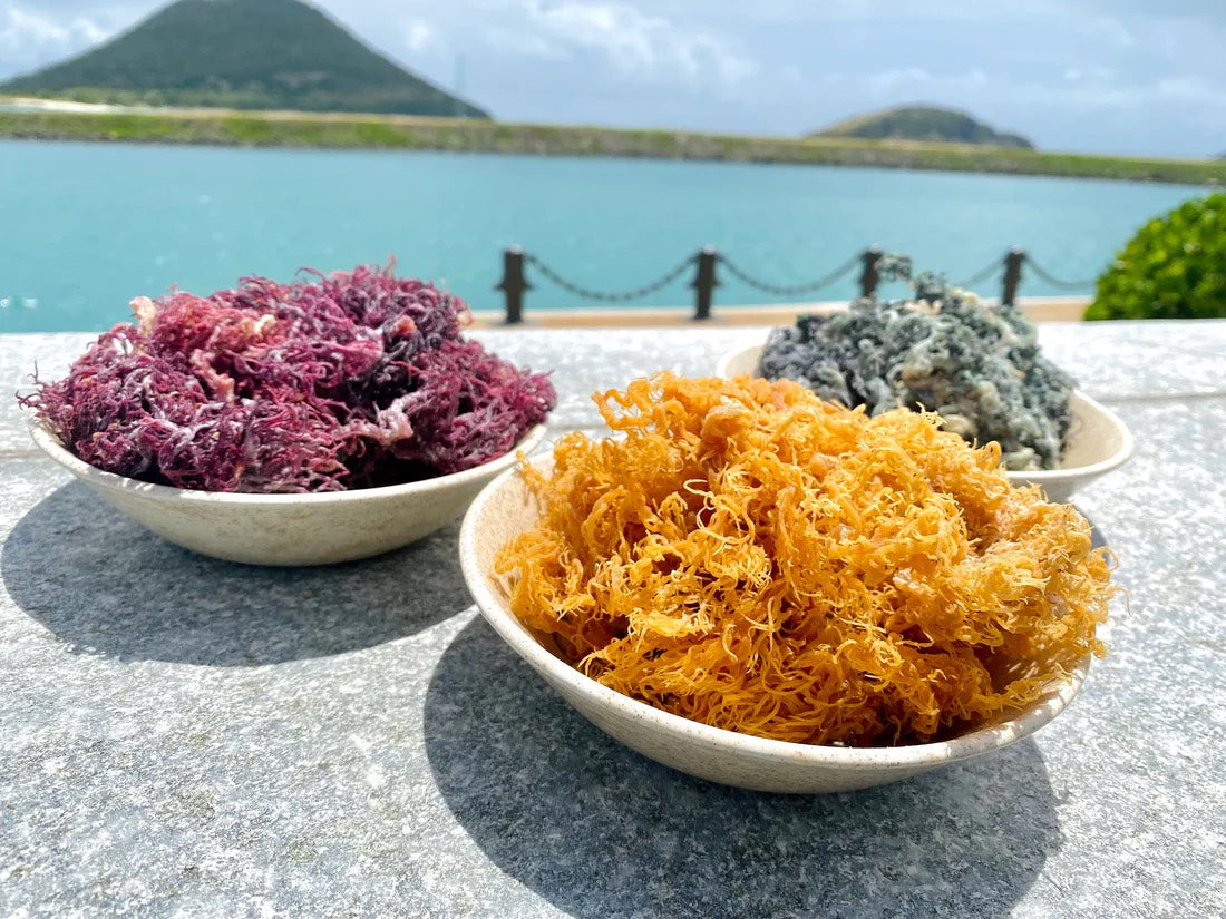 THE BENEFITS OF THE DIFFERENT SEA MOSS VARIATIONS