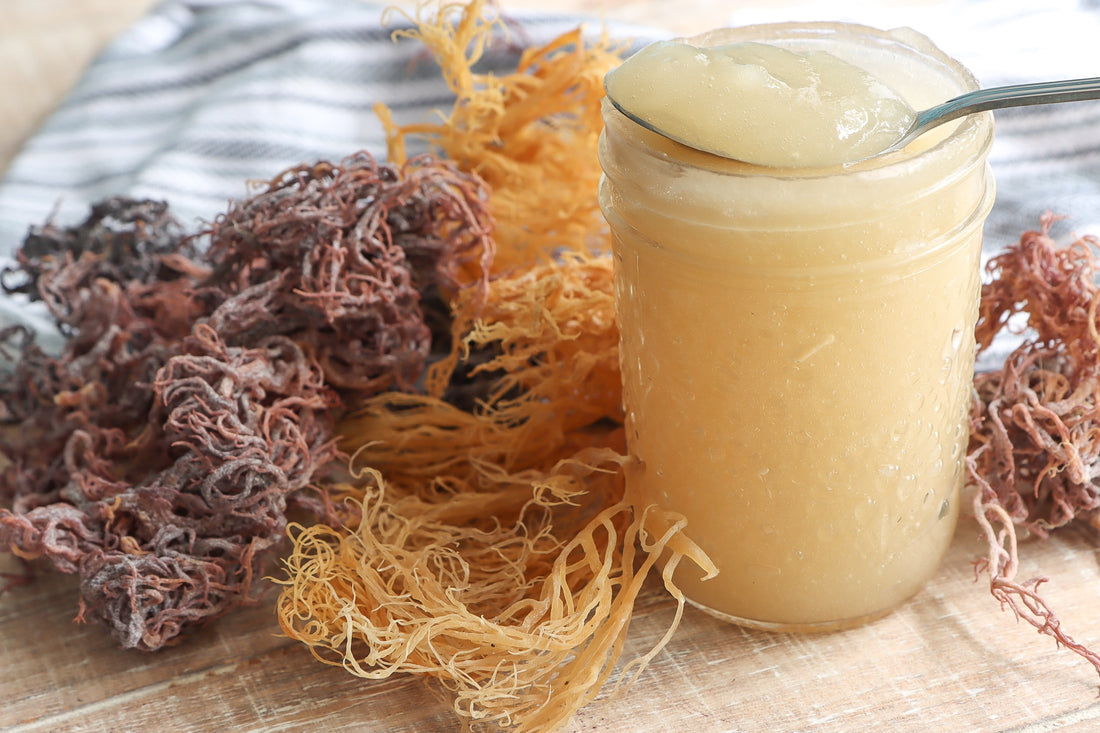 SMOOTH SAILING WITH SEA MOSS: 7 HEALTH BENEFITS